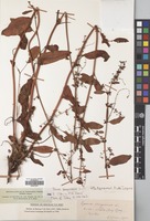 Filed as Rumex sanguineus L. [family POLYGONACEAE]