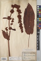 Filed as Rumex nepalensis Spreng. [family POLYGONACEAE]