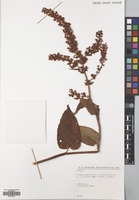Filed as Rumex nepalensis Spreng. [family POLYGONACEAE]