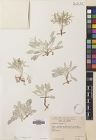 Filed as Centaurea spinosa L. [family COMPOSITAE]