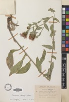 Filed as Centaurea phrygia L. subsp. stenolepis (A.Kern.) Gugler [family COMPOSITAE]