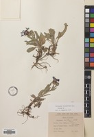 Filed as Centaurea triumfetti All. [family COMPOSITAE]