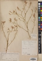 Filed as Centaurea diffusa Lam. [family COMPOSITAE]