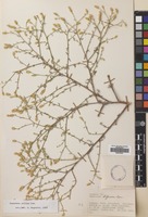 Filed as Centaurea diffusa Lam. [family COMPOSITAE]