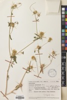 Filed as Centaurea hyalolepis Boiss. [family COMPOSITAE]