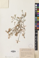 Filed as Centaurea patula DC. [family COMPOSITAE]