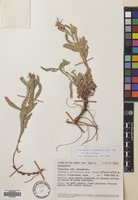 Filed as Centaurea triumfetti All. [family COMPOSITAE]