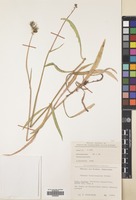 Filed as Sonchus maritimus L. [family COMPOSITAE]