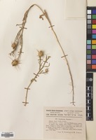 Filed as Centaurea verutum L. [family COMPOSITAE]