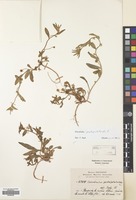 Filed as Convolvulus pentapetaloides L. [family CONVOLVULACEAE]