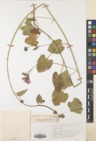 Filed as Convolvulus stachydifolius Choisy [family CONVOLVULACEAE]