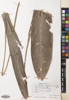 Filed as Cyphostigma pulchellum (Thwaites) Benth. [family ZINGIBERACEAE]