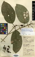 Isotype of Coussarea macrocalyx Standl. [family RUBIACEAE]