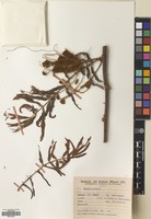 Filed as Mimosa pigra L. [family LEGUMINOSAE]