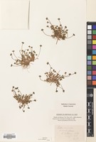 Filed as Bellis annua L. [family COMPOSITAE]