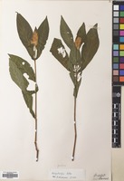 Syntype of Pachystachys lutea Nees [family ACANTHACEAE]