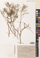 Filed as Artemisia herba-alba Asso [family COMPOSITAE]