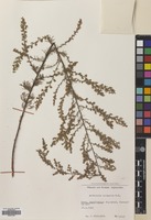 Filed as Artemisia scoparia Waldst. & Kit. [family COMPOSITAE]