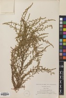 Filed as Artemisia scoparia Waldst. & Kit. [family COMPOSITAE]