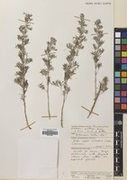 Filed as Artemisia herba-alba Asso [family COMPOSITAE]