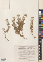 Filed as Achillea tenuifolia Lam. [family COMPOSITAE]