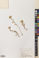 Filed as Achillea biebersteinii Afan. [family COMPOSITAE]