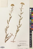 Filed as Achillea biebersteinii Afan. [family COMPOSITAE]