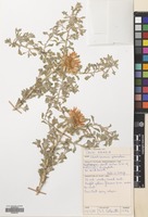 Filed as Asteriscus graveolens (Forssk.) Less. subsp. graveolens [family COMPOSITAE]