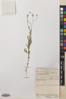 Filed as Pegolettia senegalensis Cass. [family COMPOSITAE]