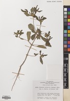 Filed as Flaveria trinervia (Spreng.) Mohr [family COMPOSITAE]