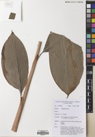Filed as Etlingera corrugata A.D.Poulsen & Mood [family ZINGIBERACEAE]