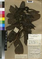 Isotype of Tarenna pavettoides (Harv.) Sim ssp. gillmanii Bridson [family RUBIACEAE]