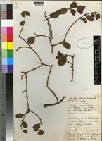 Isotype of Taxillus wiensii Balle [family LORANTHACEAE]