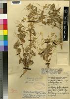 Isotype of Psilotrichum gloveri Suess. [family AMARANTHACEAE]