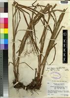 Type of Cyperus ferrugineoviridis (C.B.Clarke) Kük. var. luteoformis [family CYPERACEAE]