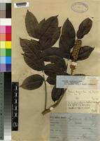 Type of Bersama abyssinica Fresen. ssp. abyssinica [family MELIANTHACEAE]
