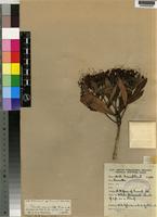 Type of Pavetta pammalaka Bremek. [family RUBIACEAE]