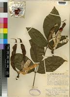 Erythrina brucei in Global Plants on JSTOR