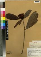 Isotype of Ixora tanzaniensis Bridson [family RUBIACEAE]