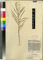 Isotype of Ceropegia abyssinica (A.Rich.) Decne. [family ASCLEPIADACEAE]