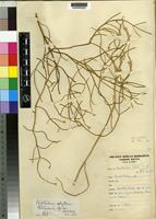 Isotype of Psilotrichum aphyllum Townsend CC [family AMARANTHACEAE]