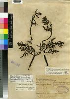 Isotype of Zanthoxylum amaniensis Engl. [family RUTACEAE]