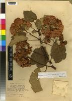 Isotype of Dombeya burttii Exell [family STERCULIACEAE]