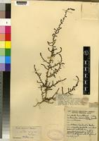 Isotype of Suaeda micromeris Brenan [family CHENOPODIACEAE]