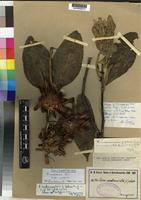Isotype of Protea madiensis Oliv. ssp. madiensis [family PROTEACEAE]