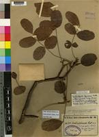 Type of Dialiopsis africana Radcl.-Sm. [family SAPINDACEAE]