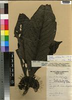 Isotype of Pavetta axillipara Bremek. [family RUBIACEAE]