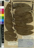 Isotype of Zanthoxylum amaniensis Engl. [family RUTACEAE]
