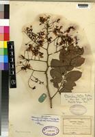 Isotype of Pterocarpus rotundifolius Dunkley ssp. rotundifolius [family LEGUMINOSAE]