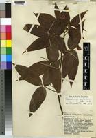 Isotype of Adenodolichos acutifoliolatus Verdc. [family LEGUMINOSAE]